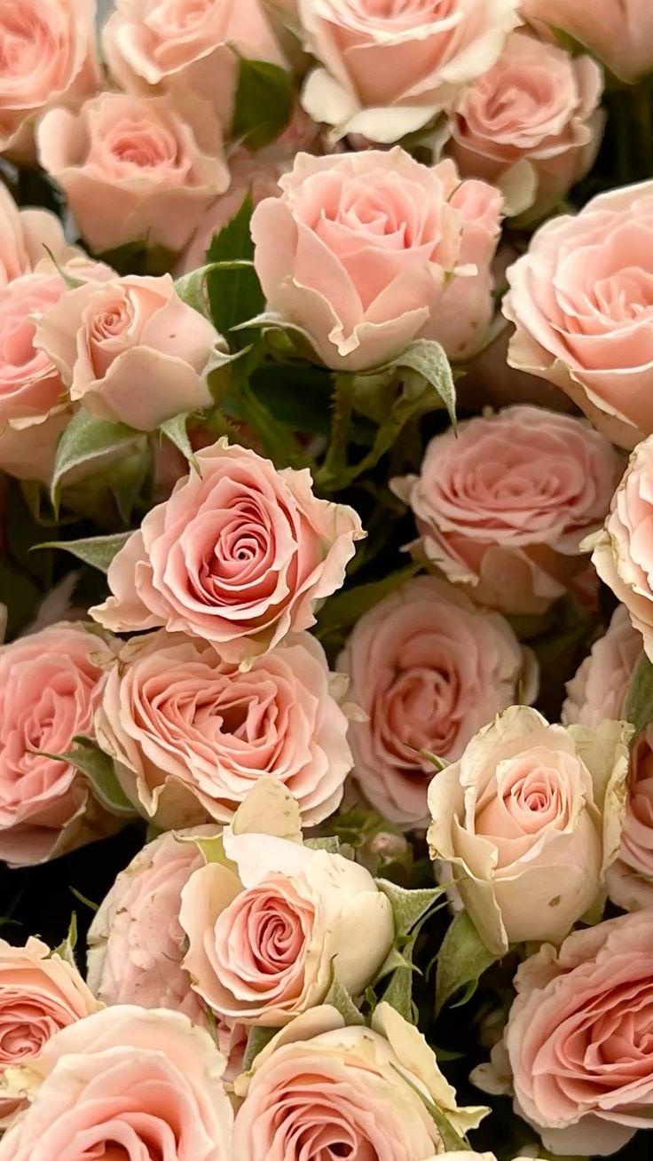 Eternal Embrace of Bloom's Delight